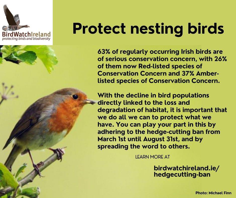 Ferns - Fearna Mór (@fearna_mor) on Twitter photo We would like to remind you that it is illegal to cut hedges between March 1st and August 31st. This law is in place to protect nesting birds. <a href="/BirdWatchIE/">BirdWatch Ireland</a> We would like to remind you that it is illegal to cut hedges between March 1st and August 31st. This law is in place to protect nesting birds. <a href="/BirdWatchIE/">BirdWatch Ireland</a>
