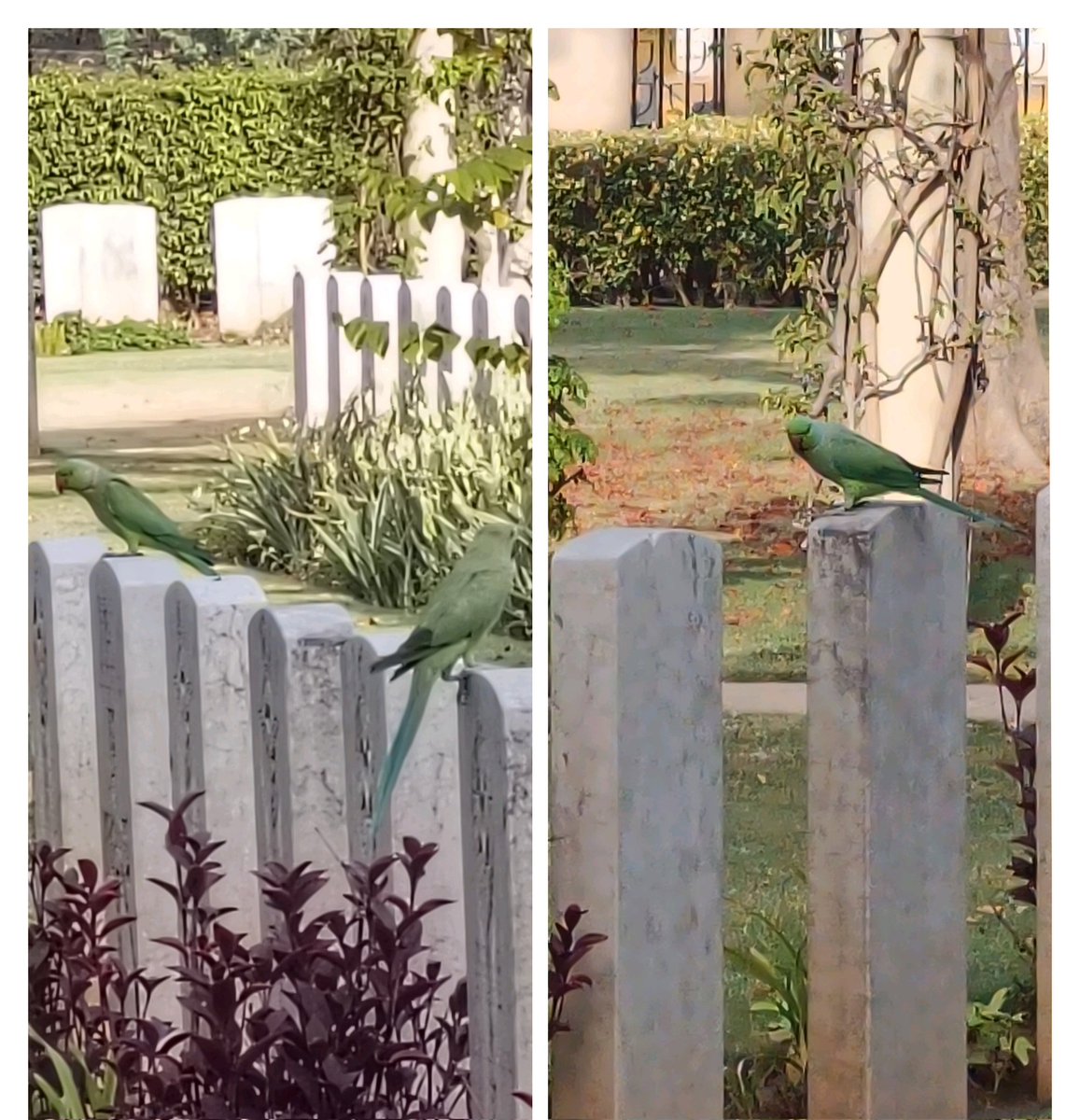 Wildlife in Delhi War Cemetery.
<a href="/CWGC/">Commonwealth War Graves</a> <a href="/AAPAComms/">AAAComms</a>