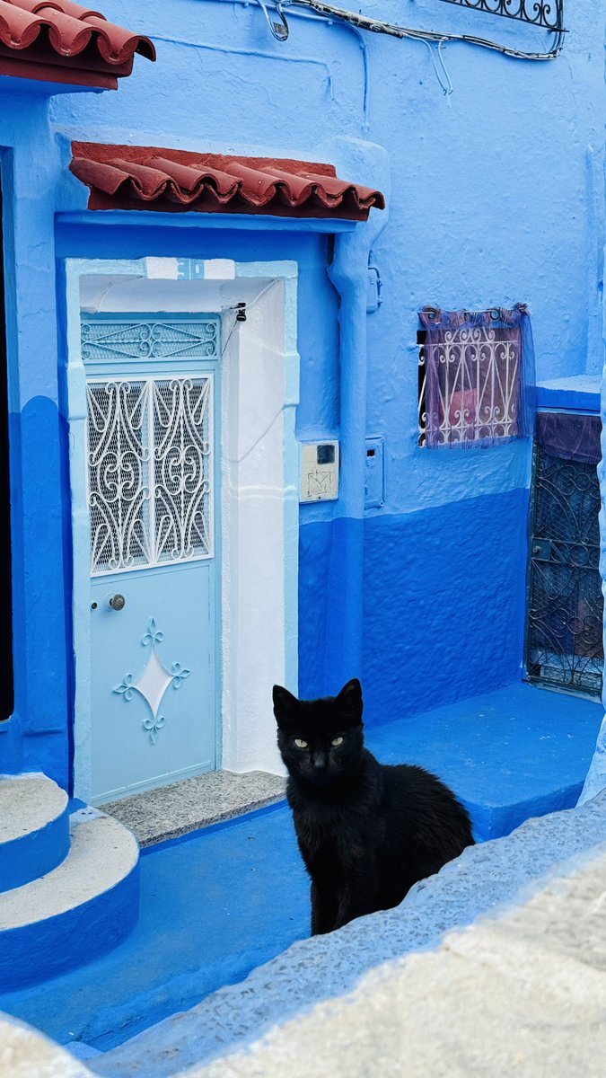 RustyRhinos's tweet photo. The cats of Chefchaouen 🐈

#rustyrhinos #moroccanrally2024 https://t.co/feeqj9EzfN