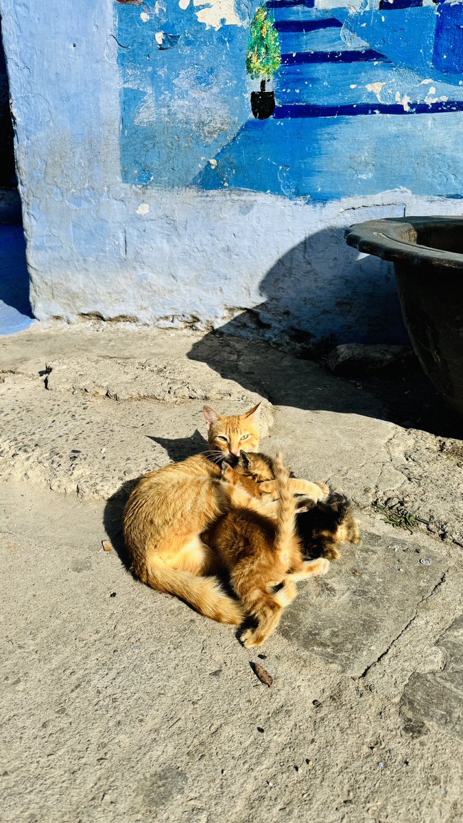 RustyRhinos's tweet photo. The cats of Chefchaouen 🐈

#rustyrhinos #moroccanrally2024 https://t.co/feeqj9EzfN