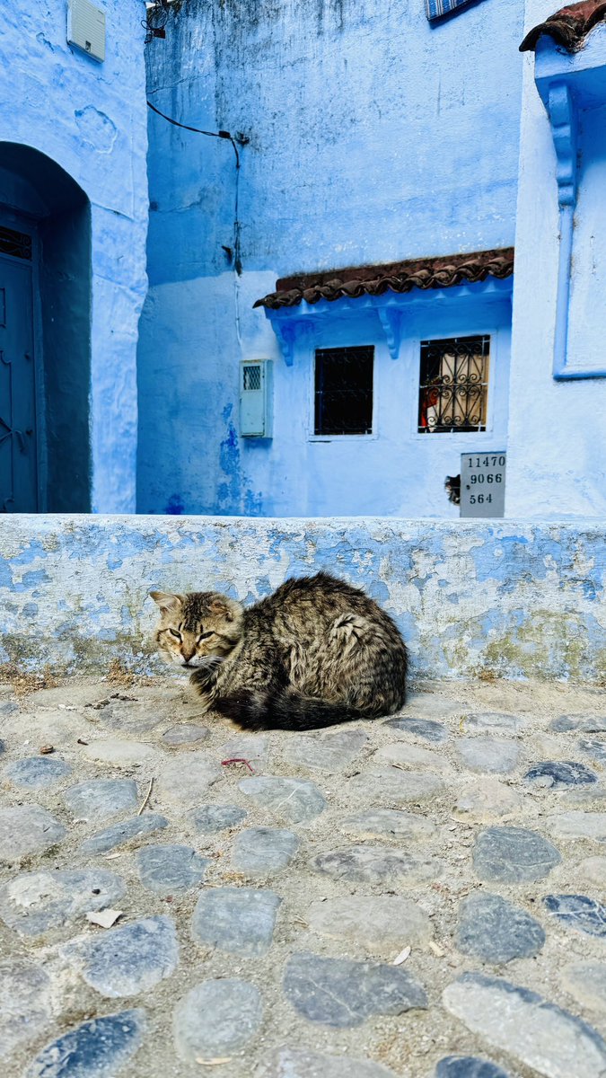 RustyRhinos's tweet photo. The cats of Chefchaouen 🐈

#rustyrhinos #moroccanrally2024 https://t.co/feeqj9EzfN