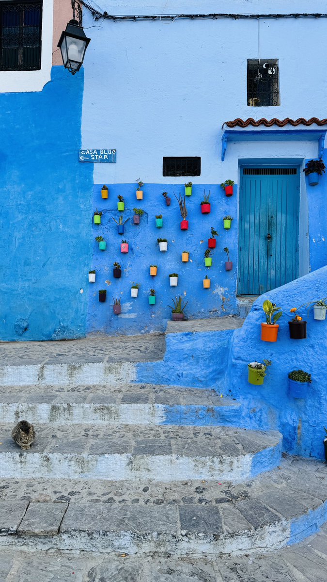 RustyRhinos's tweet photo. The cats of Chefchaouen 🐈

#rustyrhinos #moroccanrally2024 https://t.co/feeqj9EzfN