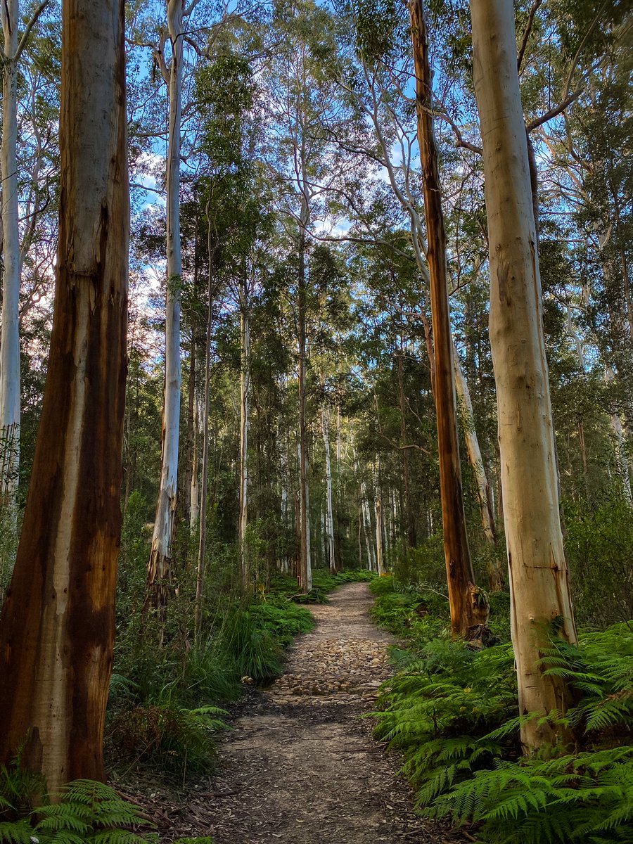 Was great to get away from the computer for a couple of hours this afternoon. 🌳 #tree #walking #getout