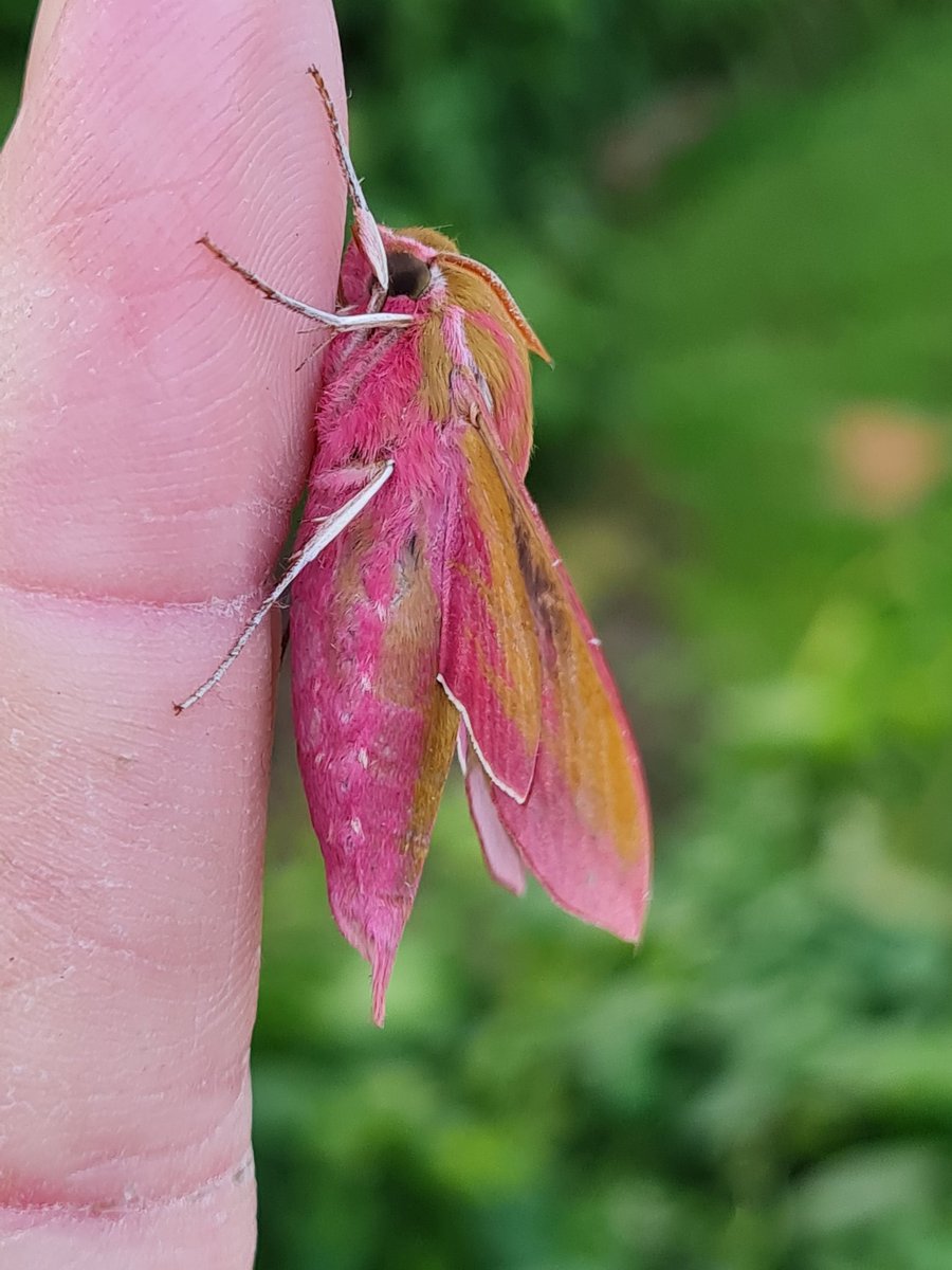 First elephant hawk moth of the year last night, too.
How can a bright pink moth avoid predation??🤯🤯
#notabrownmoth
S Monmouthshire 
#mothsmatter #teammoth