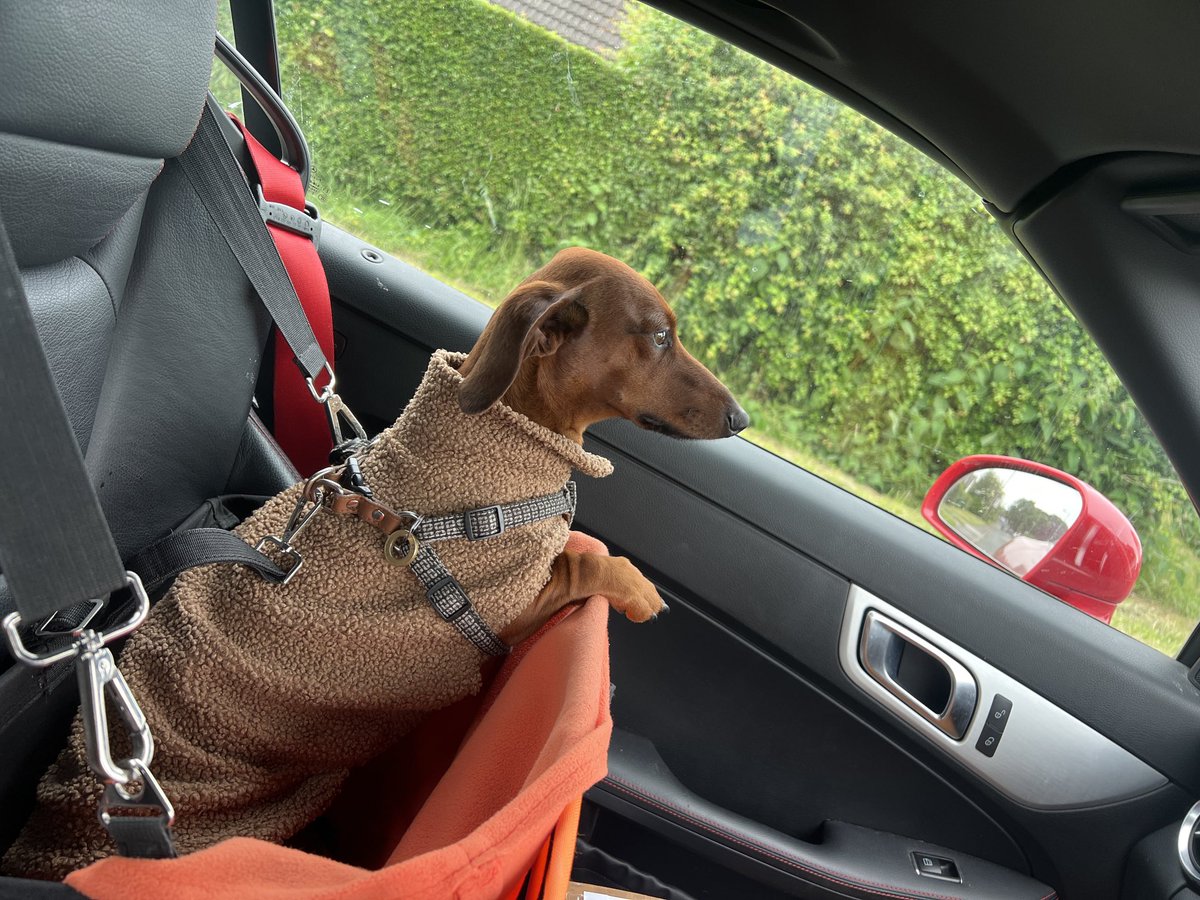 hawley_caroline's tweet image. Good morning everyone! It must be Monday as my co-pilot Elton and I head off around East Yorkshire consigning antiques for #Hawleys next sale.