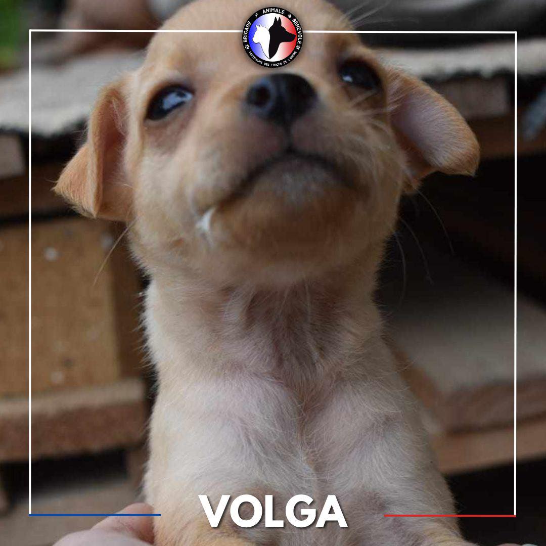CHIOTS A L'#ADOPTION

Nos quatre X #Chihuahua partiront dans une famille avec un chien bien dans ses pattes à 3 mois.

📍Département Alpes-de-Haute-Provence (04)
Participation de 250€ (identifié et vacciné)
Stérilisation prise par l'adoptant
Formulaire : bit.ly/adoptionBAB