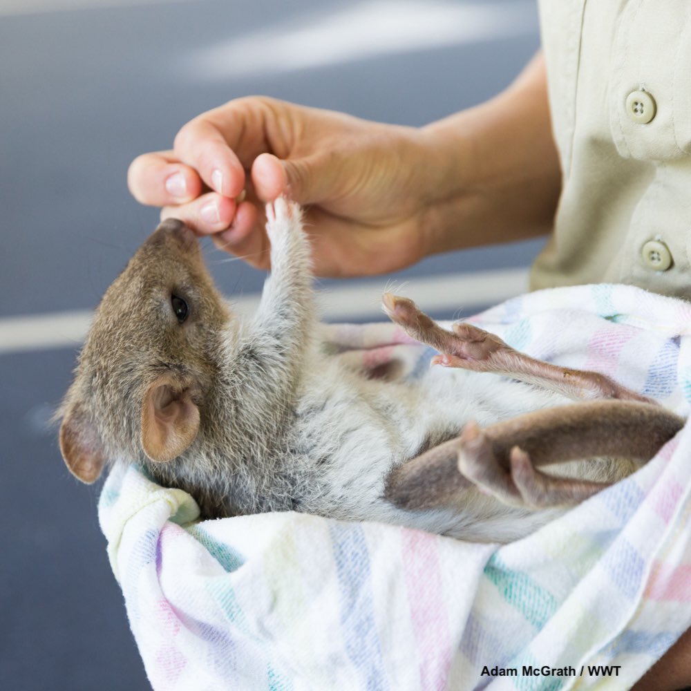 A New PhD Opportunity as part of our Biosocial Research Program
<a href="/MulligansFlat/">Mulligans Flat</a>
<a href="/VisitWildbark/">Wildbark</a>

"Encounters at the biosocial frontier: Enhancing people’s relationship with nature in Australia’s ‘Bush Capital’" 

bit.ly/4dXRewC