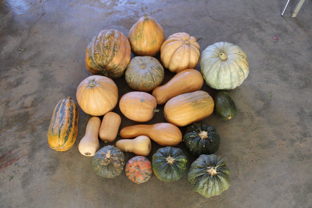 AlgarveDrap's tweet photo. "O Projeto do Polo de Inovação de Faro - suas particularidades na área da Horticultura Biológica: as culturas da abóbora e da fava", pelos técnicos da CCDR Algarve, Sandra Germano e António Marreiros. 

👉 Leia o artigo completo em https://t.co/JDSmPus1Ge https://t.co/LwS17pkTsp