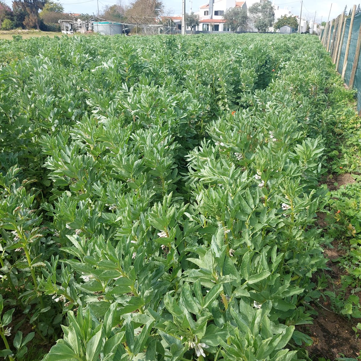 AlgarveDrap's tweet photo. "O Projeto do Polo de Inovação de Faro - suas particularidades na área da Horticultura Biológica: as culturas da abóbora e da fava", pelos técnicos da CCDR Algarve, Sandra Germano e António Marreiros. 

👉 Leia o artigo completo em https://t.co/JDSmPus1Ge https://t.co/LwS17pkTsp