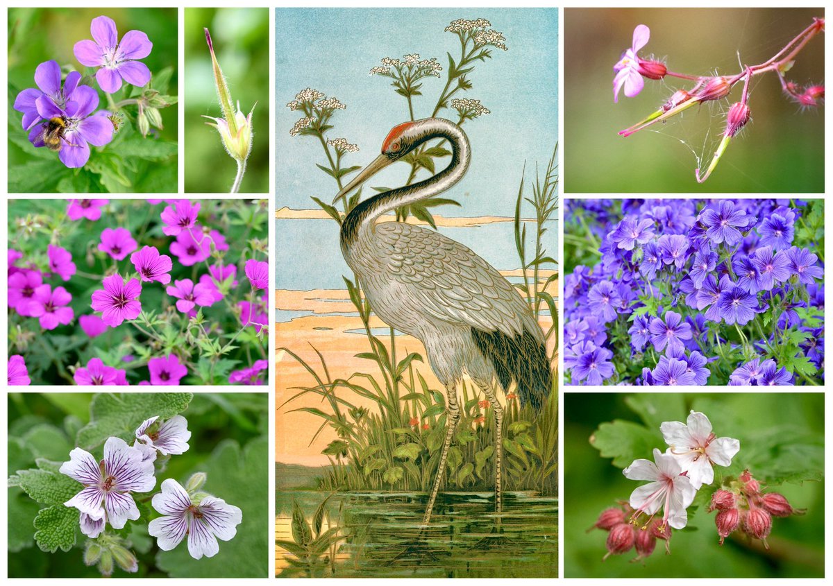 VenetiaJane's Garden tweet media