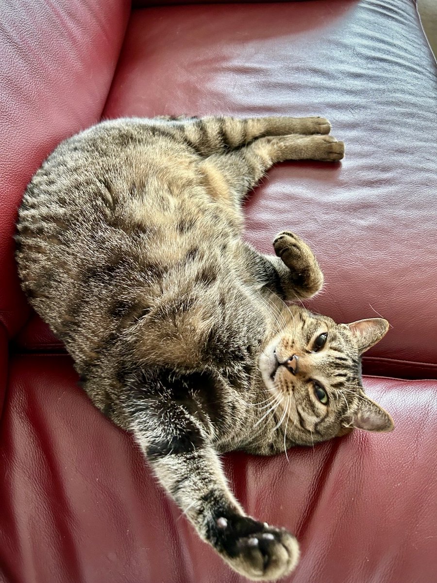 lion007's tweet photo. タマとトモ
ふたりで奪い合っていた箱が
最近、トモのものになったらしい。

タマ、大きくなり過ぎたか…… https://t.co/7EHltQvelr