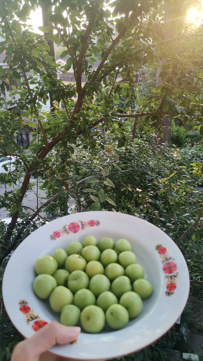 Bayılıyorum şu dalından koparıp yeme olayına sonuna kadar yaz ya🥰