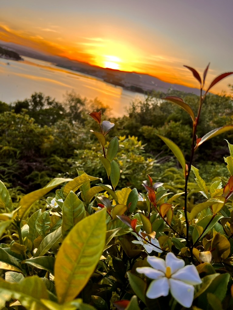 mi8mo's tweet image. 日本の夕陽百選にも選定されている志摩市『西山慕情ヶ丘』を、約１ヶ月ぶりに訪れました。
初夏の夕陽が新緑の木々をオレンジ色に変えて沈んでいきます。