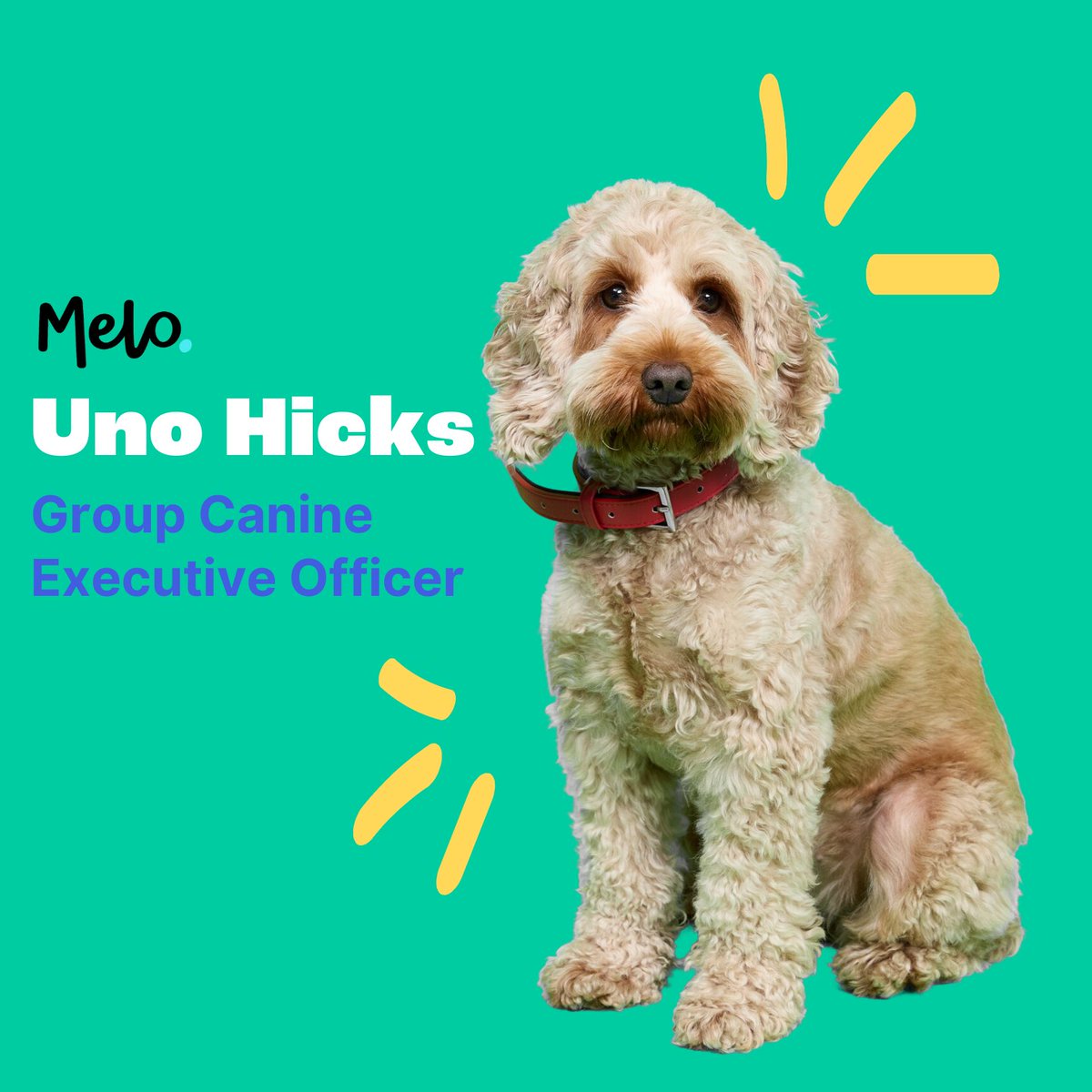 Humans are off to #IntellifloInnovate24, but fear not! CEO Uno is in office! Priorities: belly rubs (treats negotiable), naps (meetings TBD), &amp; ear scratches (productivity depends on it). Urgent matters? Bark directly at Uno.