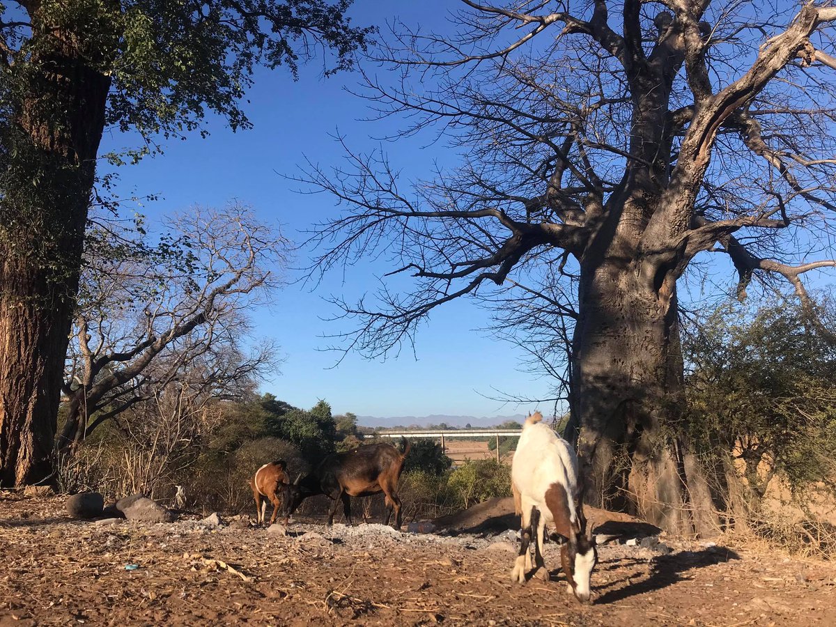 Did you know that Nkayi is the foremost goat-producing region in Zimbabwe? #bethegoat