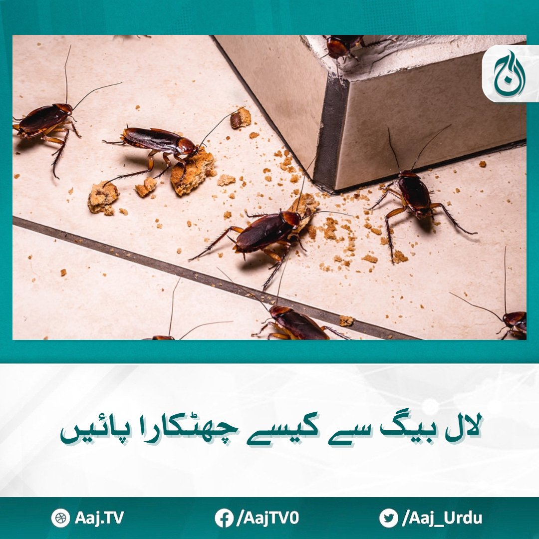 Aaj_Urdu's tweet image. یہ کیڑے کئی قسم کی بیماریاں لاتے ہیں
مزید پڑھیے 🔗aaj.tv/news/30389306/

#AajNews #cockroaches