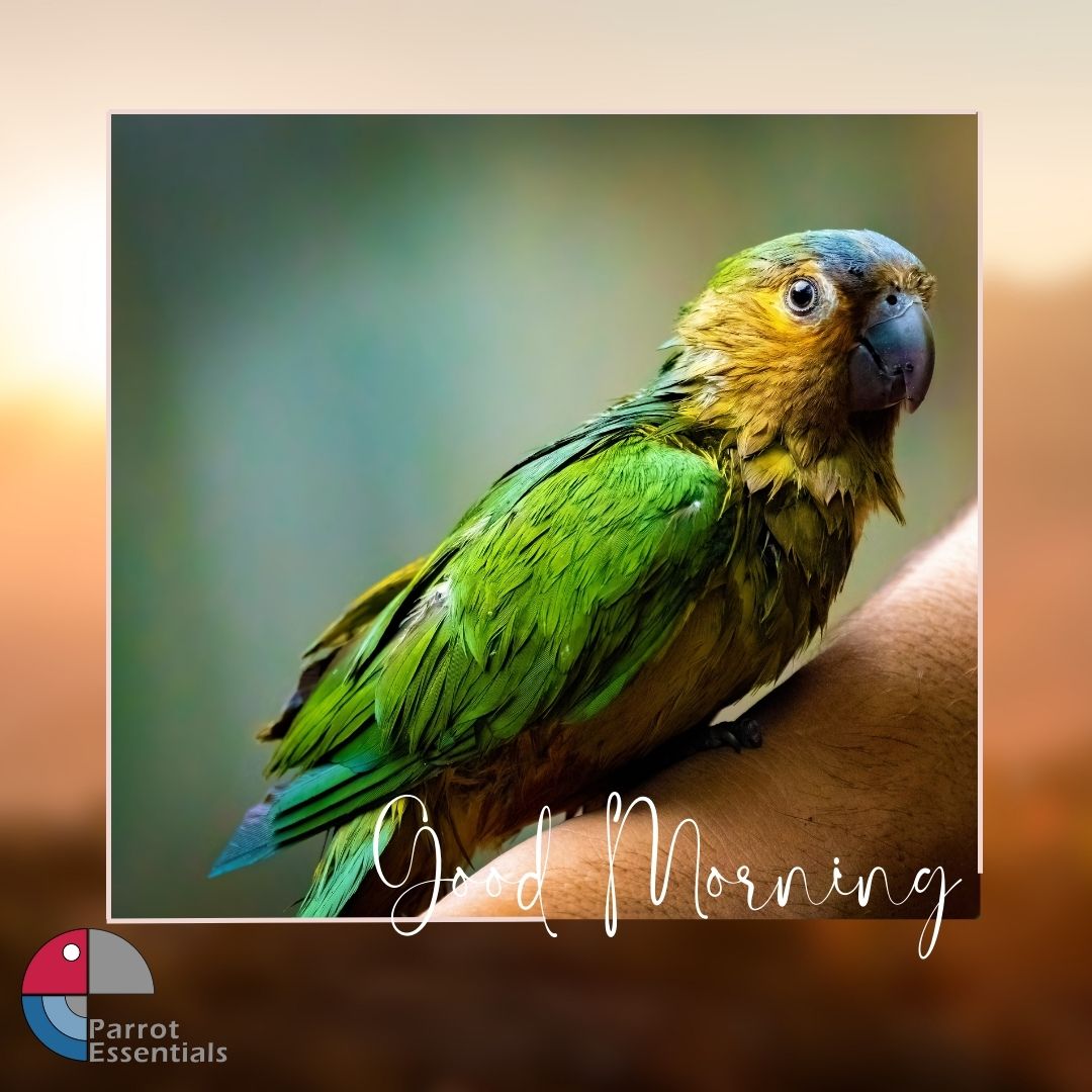 ParrotEssential's tweet photo. Starting the day with a splash of color and a cheerful greeting! 🌞🦜 

#parrotessentials #parrots #petparrot #parrotlife #parrotlove #petbird #parrotprofile #GoodMorning https://t.co/VxNGy5sJ5s