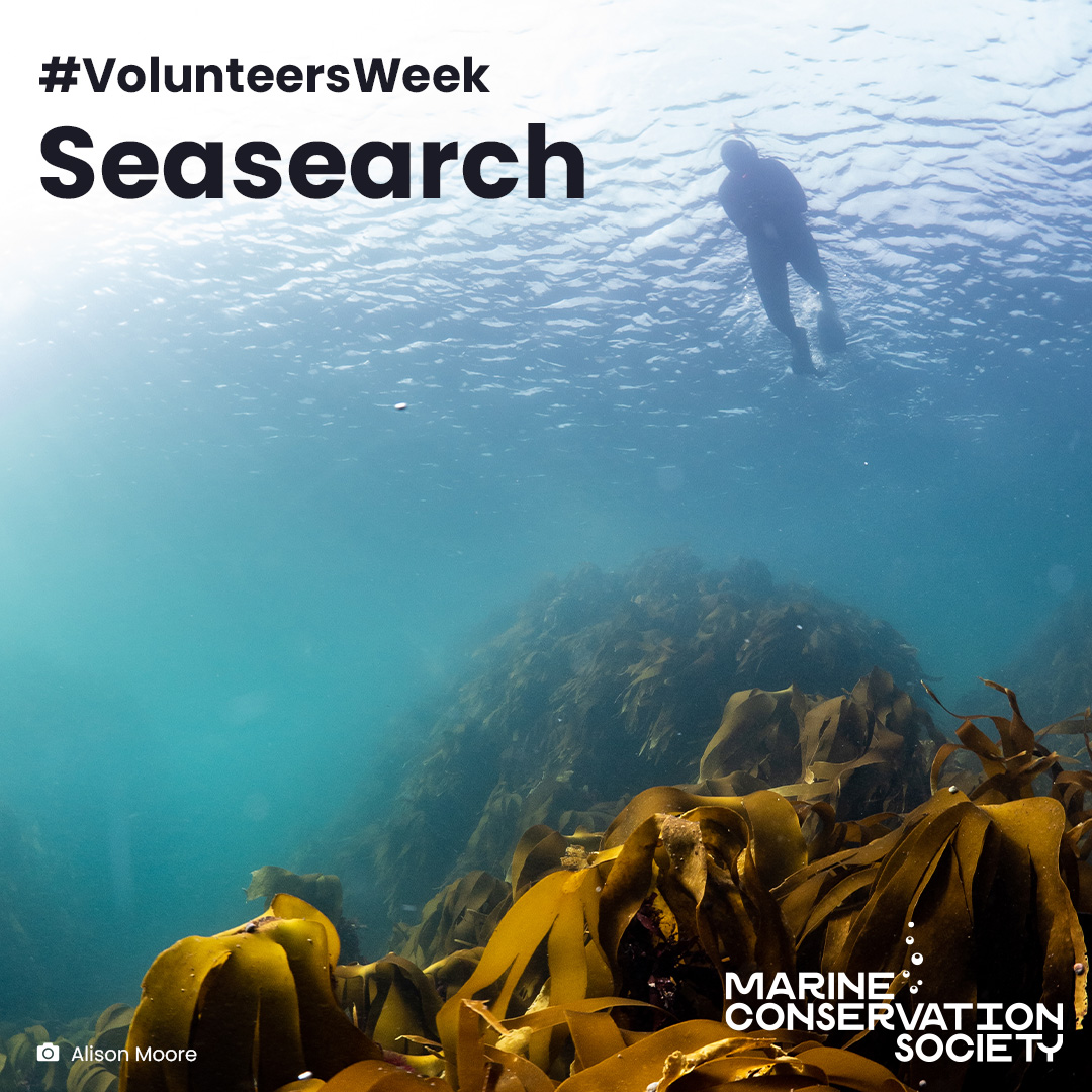 Marine Conservation Society tweet media