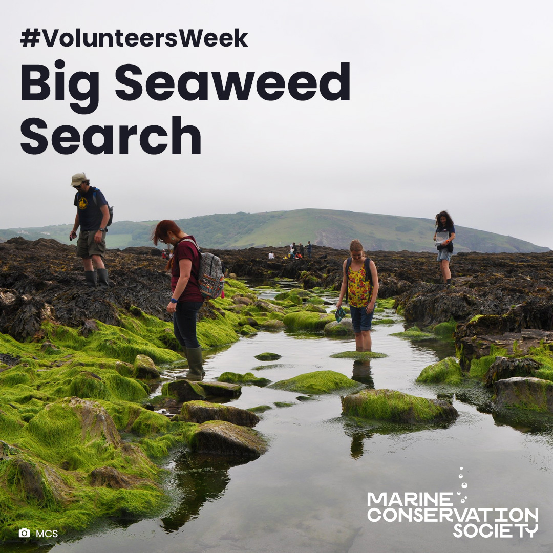 Marine Conservation Society tweet media