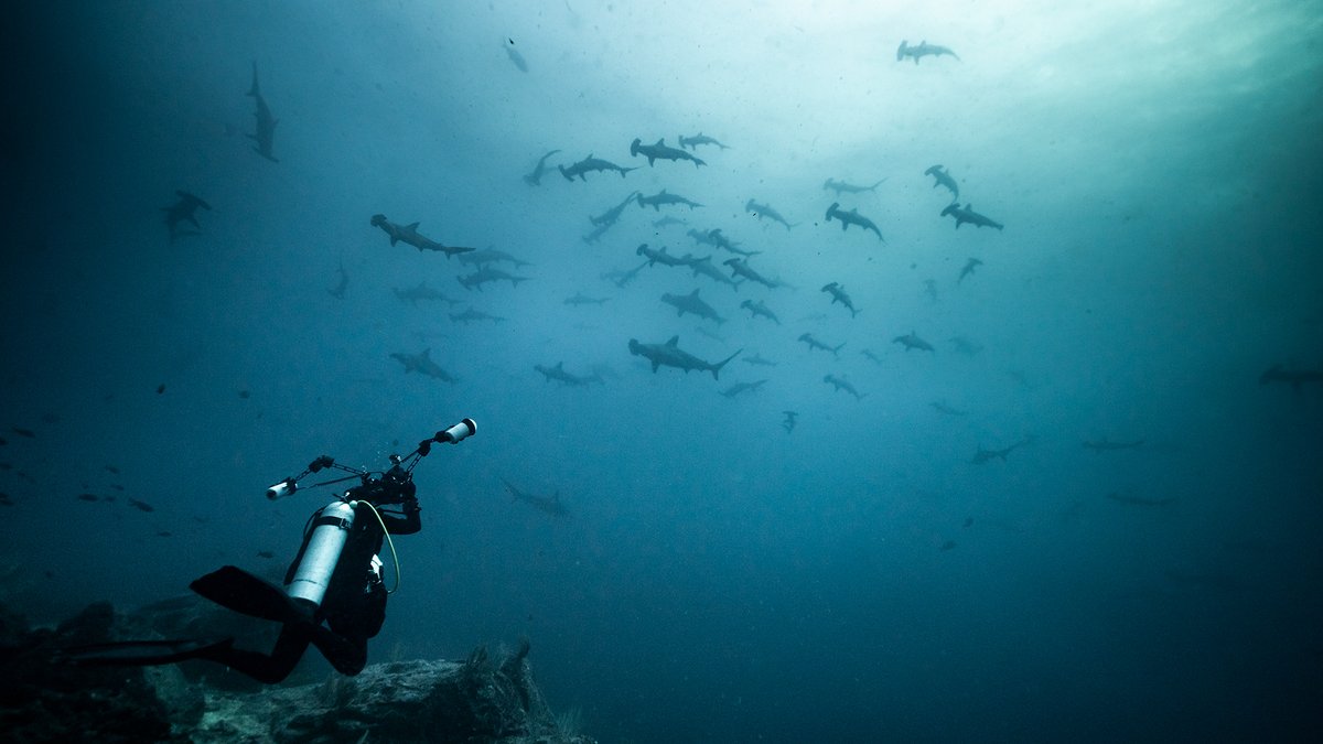 ROLEX's tweet photo. Today marks the start of #WorldOceansWeek presented by our #PerpetualPlanet Initiative partner @ExplorersClub. The event’s programme includes wide-ranging activities to inspire people to change the way they interact with the oceans, in the pursuit of a sustainable future. https://t.co/1e6yIH6mD3