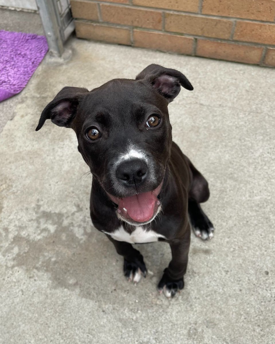 Meet Stanley 🐶 

Stanley is a sweet pup who is desperate to grow up in a loving environment. He already loves having zoomies, so would enjoy having a space where he can do this safely 💚 

Find out more: bit.ly/4e4G4q0 🐾