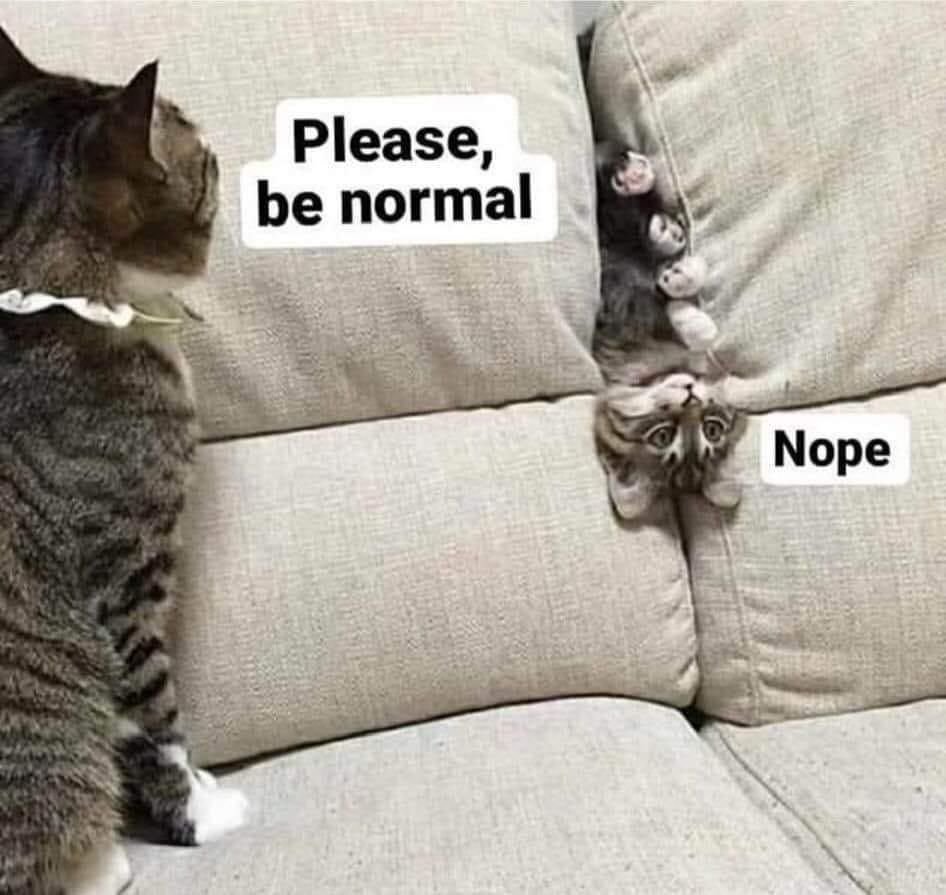 WholesomeMeme's tweet image. 