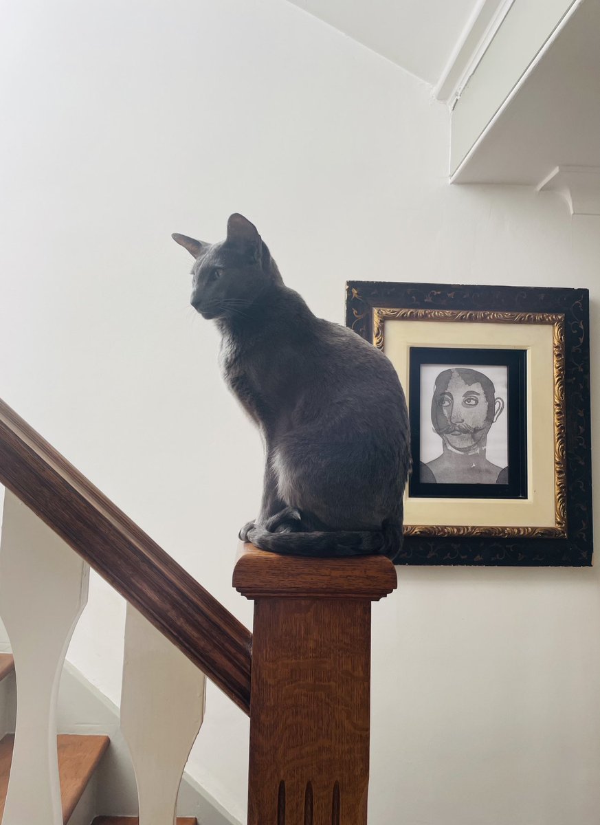 Andr6wMale's tweet photo. You would not believe the crimes this cat has committed this morning. #Hildy https://t.co/6jwiVQt51D