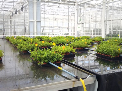 🌺🪴🦠 Op donderdag 20 juni 2024 vindt om 13u de Studiedag 'IPM in de sierteelt' plaats bij Viaverda te Destelbergen. Deze studiedag komt in aanmerking als vormingsactiviteit voor de fytolicentie. Schrijf jij je ook in? 
viaverda.be/Agenda/ArtMID/…