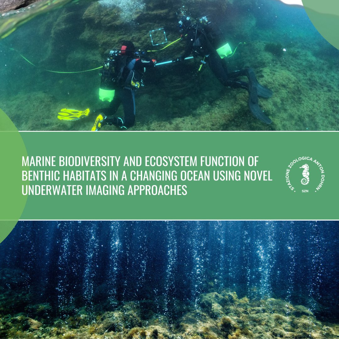 🚨 #PhDOpportunity! 🚨
Join our team to study marine biodiversity using underwater imaging at volcanic CO2 vents off Ischia 🌊
<a href="/3NuriaTeixido/">Nuria Teixido</a>, <a href="/ComeauSteeve/">SteeveComeau</a>, <a href="/Jerem_Carlot/">Jérémy Carlot</a>, and @symbiostoic.
📧 Nuria Teixido (nuria.teixido@szn.it)
🔗 szn.it/index.php/it/b…
📆 Deadline: June 21st