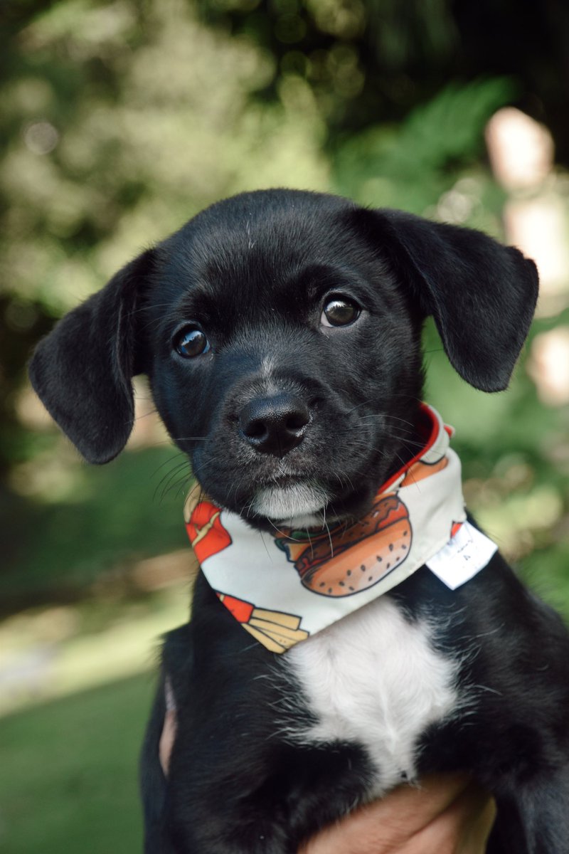 Bruno Brunito 🥹🖤 , RT PLS! Cada RT cuenta!!!! Pregunta por el al 67802006, ADOPTEN !!