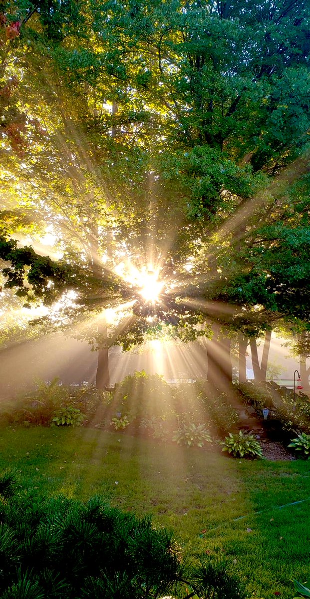 Rays of light By ~ Lynne Sarno