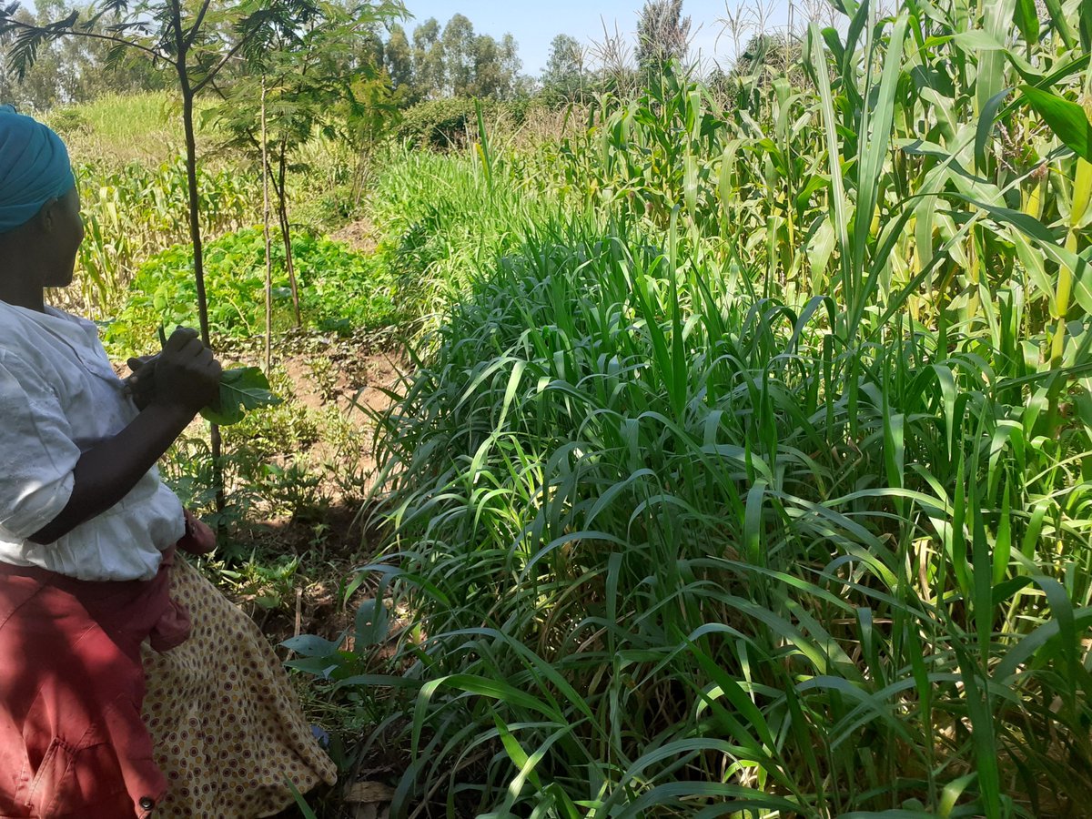 WOCATnet's tweet photo. It's #WorldEnvironmentDay!🌍We document & share impactful solutions for a healthy #ecosystems through #SustainableLandManagement🌱
💡From Kenya #ProSoil @WHH_Kenya @giz_gmbh @BiovIntCIAT_eng, “Cross-Slope Barriers”, https://t.co/YvK0lJycQr👈
🎯We are #GenerationRestoration https://t.co/E9wDc9hBKu