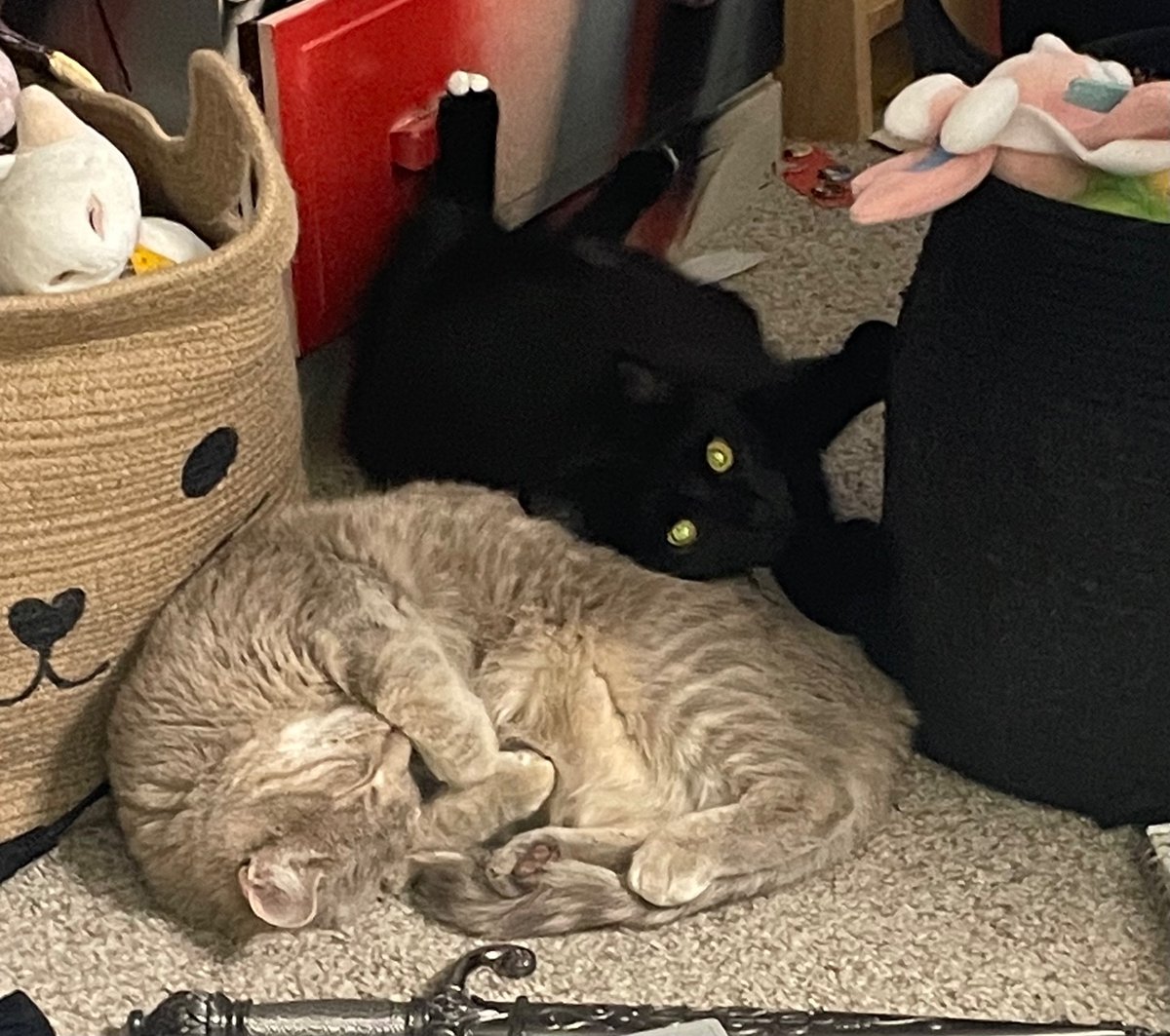krypt0100's tweet photo. my babies are so cute I want to slam my head against a brick wall https://t.co/RfHL9mQckS