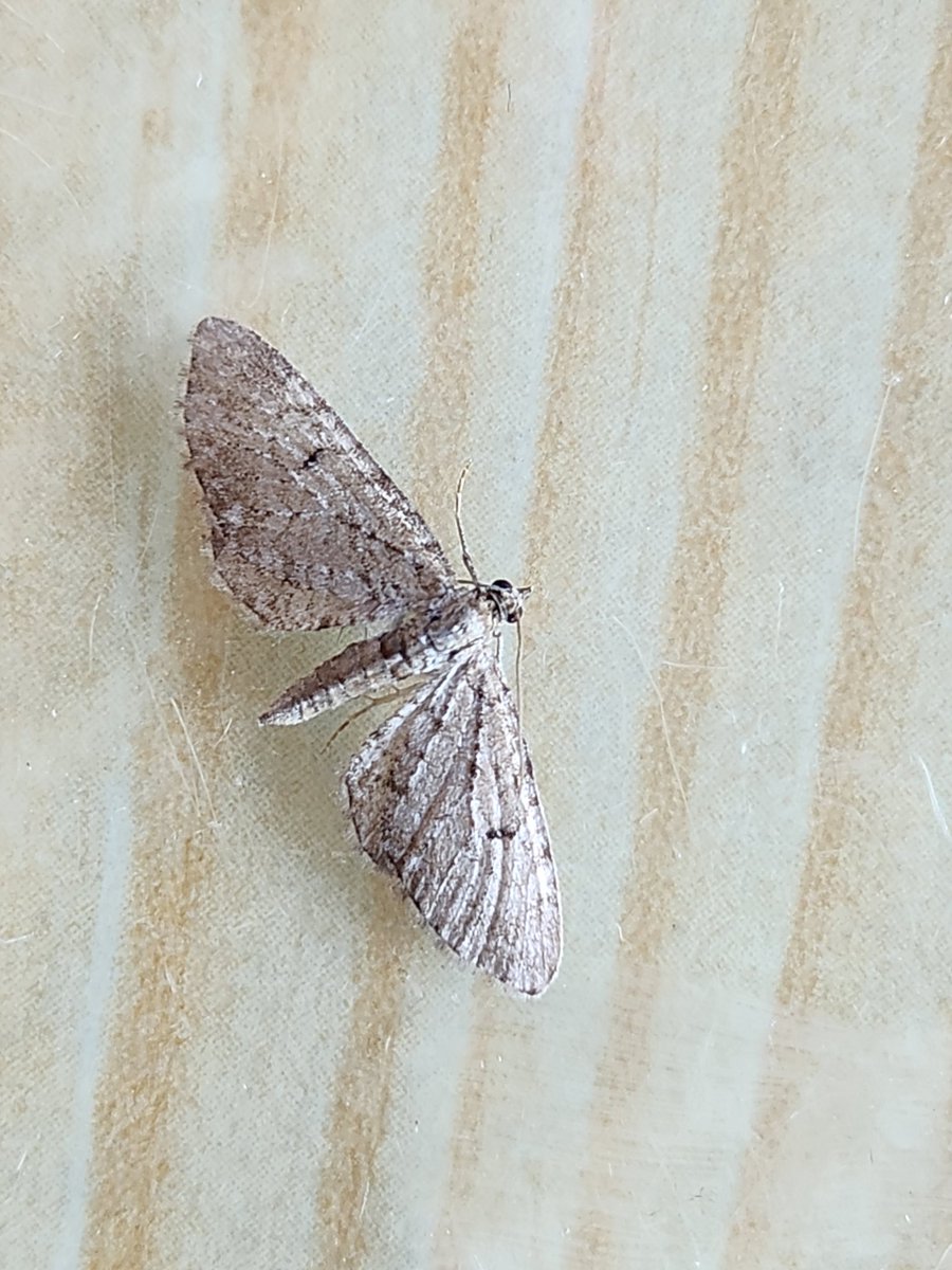 carolyn hargest (@carolynhargest) on Twitter photo Could this smallish pug be an Angle-barred Pug please? Seen in South West Edinburgh 3 June <a href="/FlyinginFordham/">Ben Sale</a> <a href="/MidlothianBirds/">Geoff Morgan</a> <a href="/MOTHIDUK/">UK Moth Identification</a> Could this smallish pug be an Angle-barred Pug please? Seen in South West Edinburgh 3 June <a href="/FlyinginFordham/">Ben Sale</a> <a href="/MidlothianBirds/">Geoff Morgan</a> <a href="/MOTHIDUK/">UK Moth Identification</a>