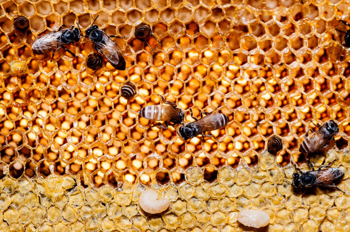 BvilleParks's tweet image. Learn the art of beekeeping at #FischerFarm's #IntroToBeekeeping workshop on Saturday, June 15. 🐝 Register by Saturday, June 8, to secure a spot in this buzz-worthy event! Don't miss the chance to delve into the world of bees. #Beekeeping #Sustainability