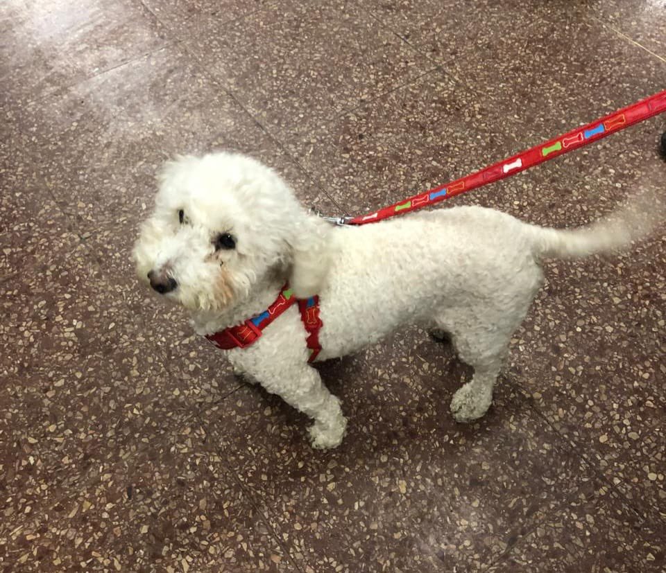 [IMPORTANTE] Atención patrulleros caninos 🐶🐶 Encontramos a este perrito en estación Lo Ovalle #L2 y estamos buscando a sus dueños. Ayúdennos con un RT para que pueda volver a su casa 🏠