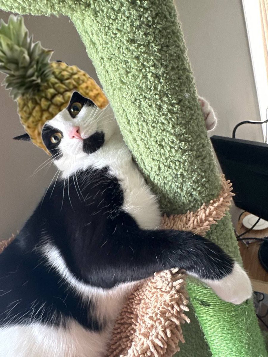 citizenkestrel's tweet photo. @Blockchain__LTD @EricCryptoman @picaonbase The chart is pointing upward, like to where the pineapple hat goes on my cat’s head $pica @picaonbase https://t.co/0qdXC4Xue5