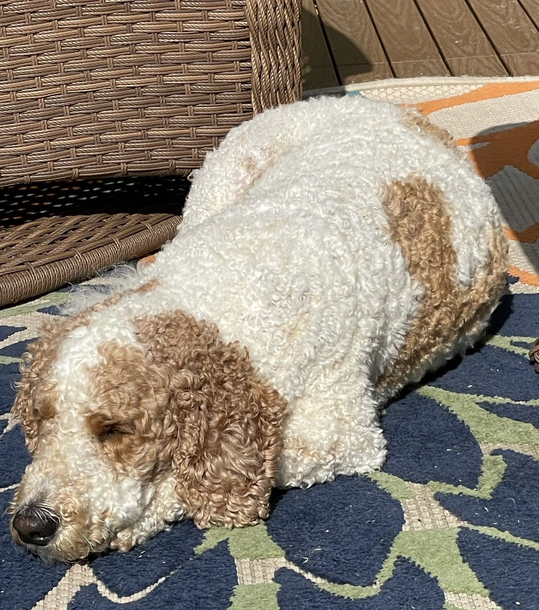 createurownart's tweet photo. All my stuffies went into the wash!☹️

She has no idea how long it took me to “season” those with my spit!

#MondayMotivations 
#DogsOfX
#howdareshe https://t.co/rsDjC6lLmc