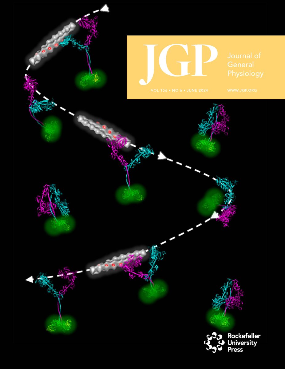 JGenPhysiol's tweet photo. Our June issue is out  https://t.co/KKhHURaA7D
Human cardiac myosin molecular motors power the heart by moving actin. The cover shows myosin, surface-attached by their green fluorescent protein tails, propelling actin. From @SDuno_Miranda et al. (https://t.co/b0zHqAJjBp) https://t.co/18z3aS8ukQ