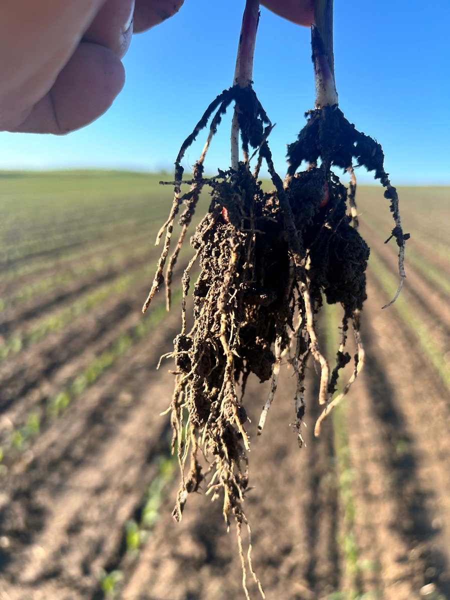 The beauty of summer is seeing rows of green; look at these corn plants thriving at an early stage with the help of ALPINE G241-S in-furrow. Uniform emergence and fibrous root mass development promote plant health and nutrient use efficiency. 🌽