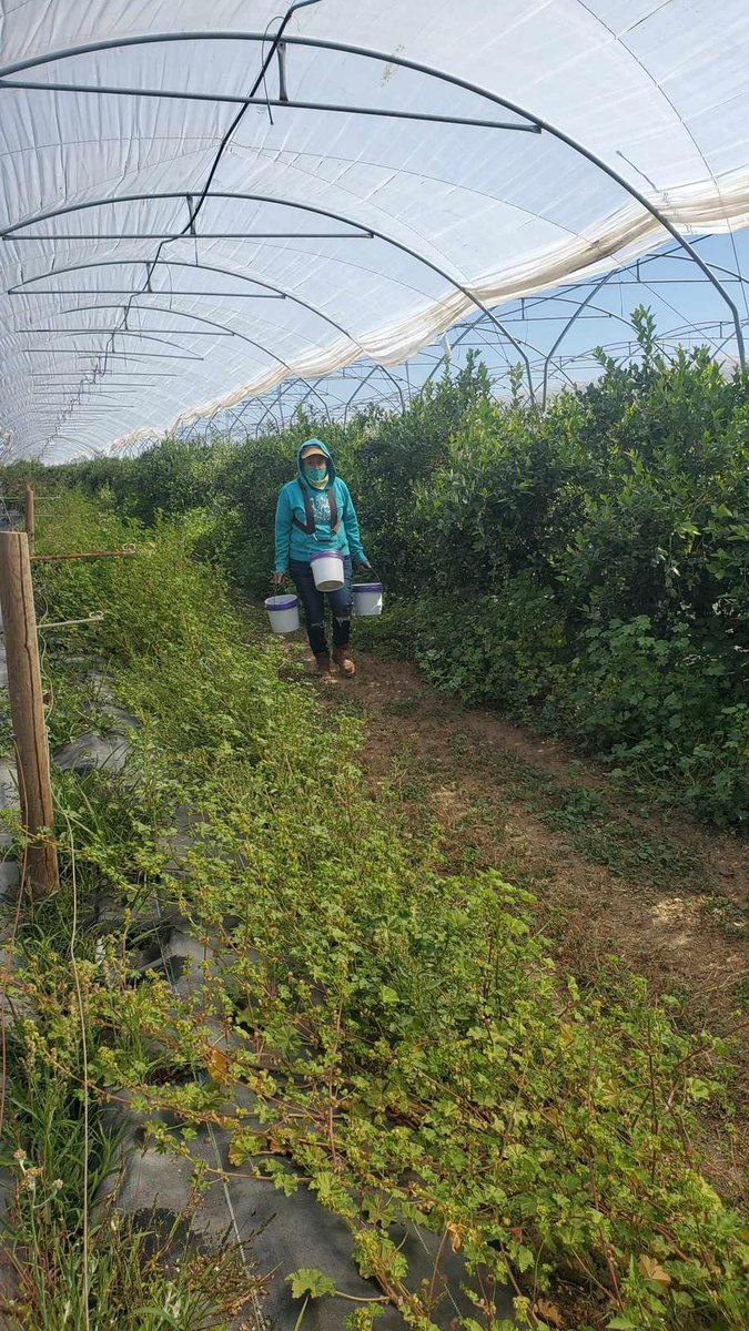 UFWupdates's tweet photo. Teresa in a 50 year old mother of 3. She is working harvesting blueberries in Bakersfield CA earning 16.$50 an hour. It was 97° when this photo was taken on Friday and this week the temps are supposed to pass 100°. #WeFeedYou https://t.co/GQAHBUBS4R