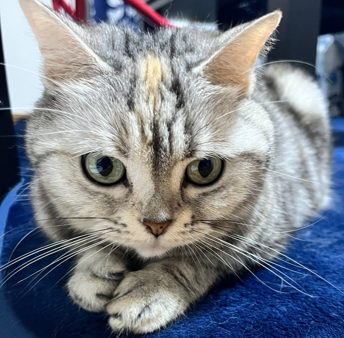 219ume's tweet photo. お手手カワヨ https://t.co/QpTuqLnYOr