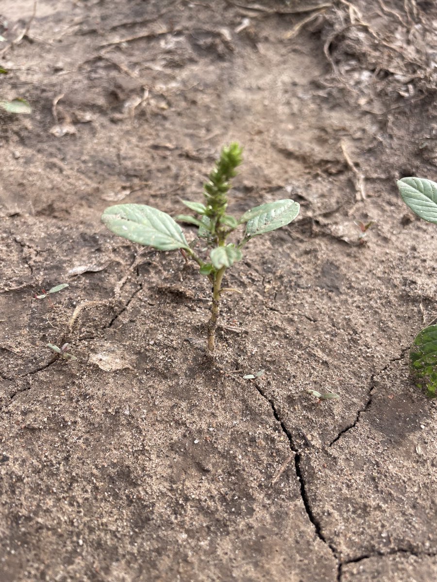 DaveDejmal's tweet photo. “Got to get them killed before they make seed!”

Pigweeds- “hold my beer” https://t.co/TJZeSCuWkQ