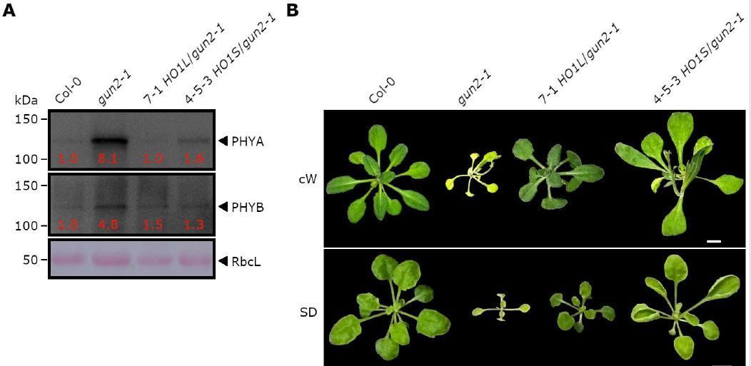 Alternative localization of HEME OXYGENASE 1 in plant cells regulates cytosolic heme catabolism (Yingxi Chen, Kohji Nishimura, Mutsutomo Tokizawa, Yoshiharu Y Yamamoto, Yoshito Oka, Tomonao Matsushita, et. al.) buff.ly/452udV7 @InsyChen @masuda_lab @ASPB #PlantSci