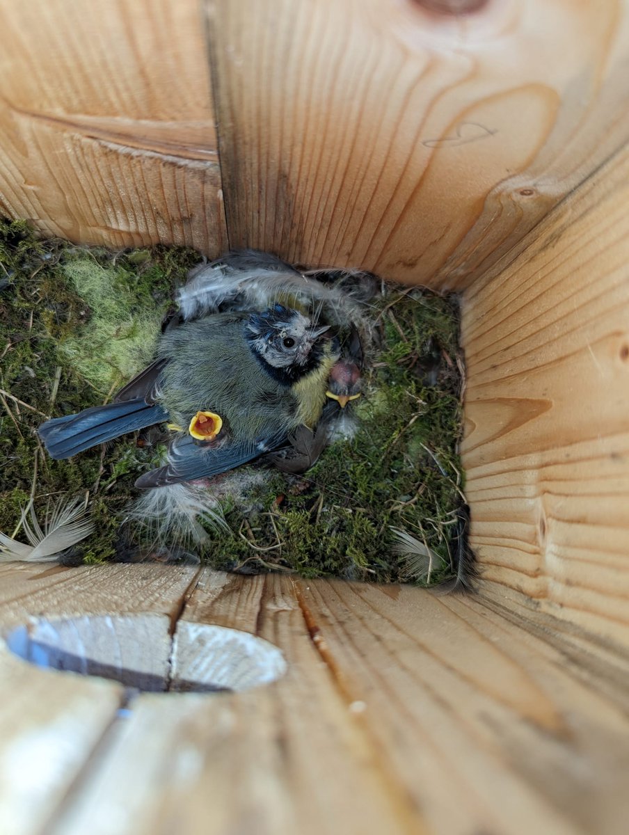 We sneaked a very quick peek inside our homemade nest box, and were delighted to see that there's at least 2 baby bluetits, nestled under their Mum.
#Nestbox #Bluetits #Springwatch