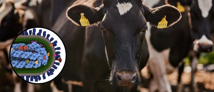 MRC-Uni of Glasgow Centre for Virus Research (@cvrinfo) on Twitter photo NEW 🐄 | Concerns over milk safety have recently been raised in the US. Scientists have now confirmed that pasteurisation effectively inactivates #influenza viruses.
Pre-print: gla.ac/3KtAb8m
CVR Article: gla.ac/3V5E5ZO
Leading researcher: <a href="/CVRHutchinson/">Hutchinson Lab</a> NEW 🐄 | Concerns over milk safety have recently been raised in the US. Scientists have now confirmed that pasteurisation effectively inactivates #influenza viruses.
Pre-print: gla.ac/3KtAb8m
CVR Article: gla.ac/3V5E5ZO
Leading researcher: <a href="/CVRHutchinson/">Hutchinson Lab</a>