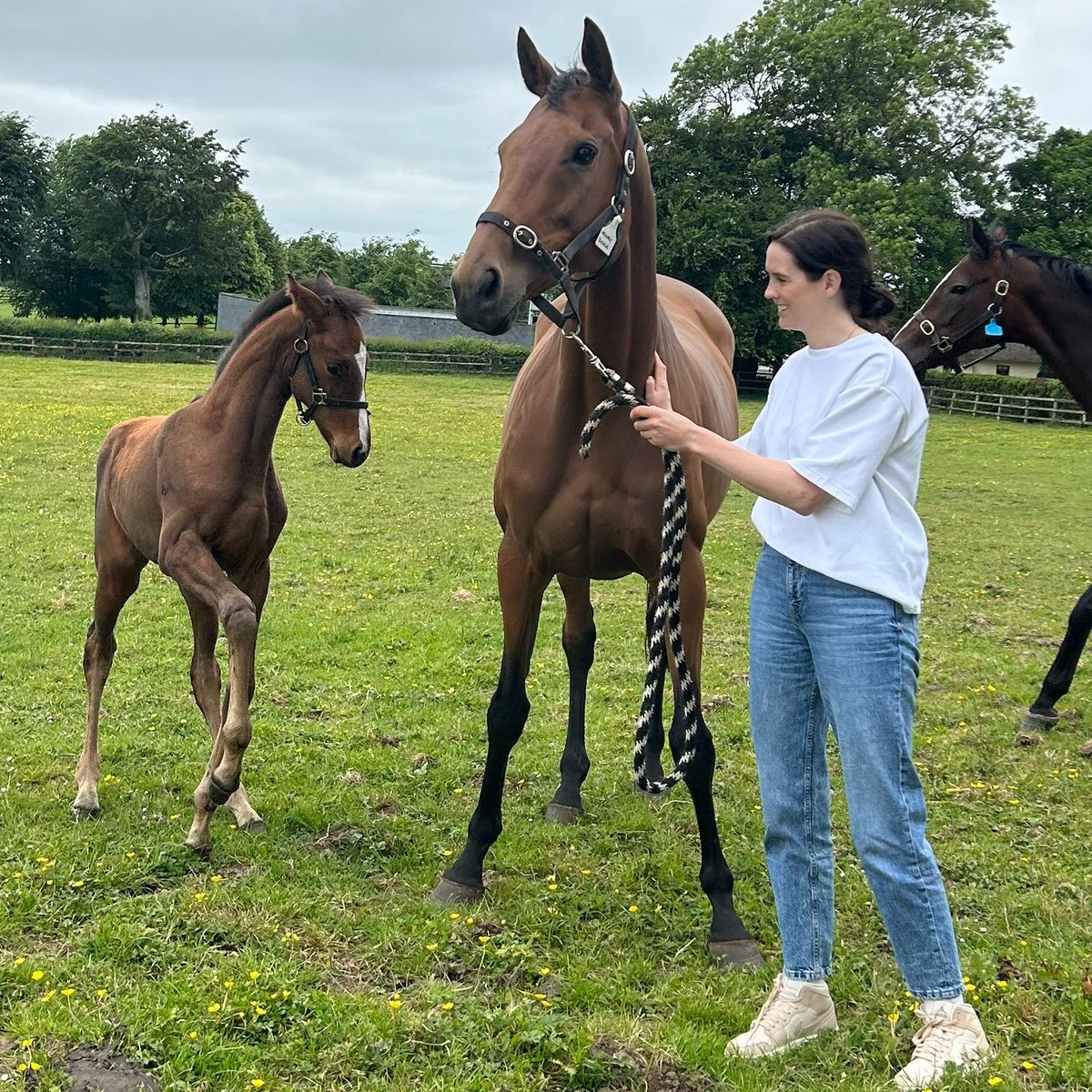 Reunited! Honeysuckle and her first foal had a very special visitor earlier today! ❤️ 📸 @Pmolony1Peter