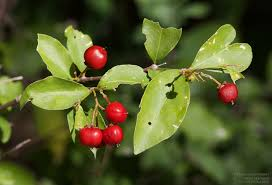 El Semeruco (Malpighia glabra)  también llamado ACEROLA, CERECITA, MANZANITA es el árbol simbolico del Estado Lara, de la familia de las MALPIGHIACEAE, árbol que no  esta en el #parquedeleste , de fruta comestible yse hace el vino de Semeruco