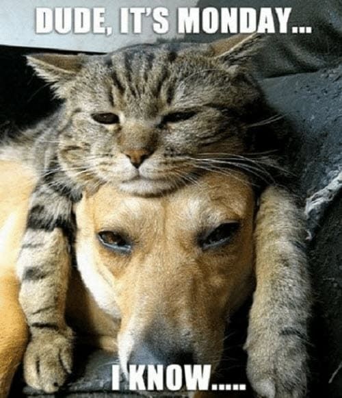 Mongolian Hunter tweet media