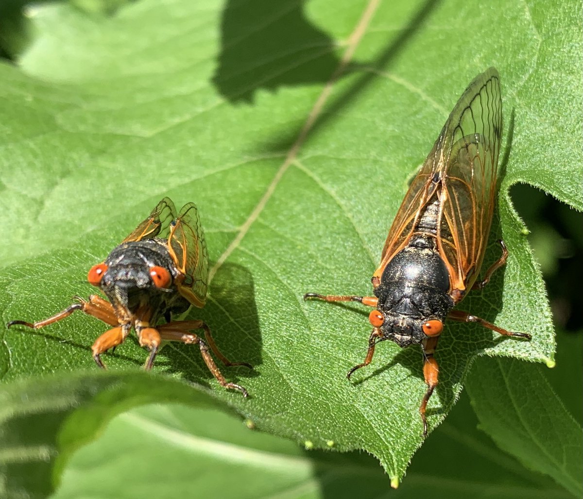 patty_clouds's tweet photo. #cicada #cicadainvasion #cicada2024 https://t.co/49BwU2lFRh